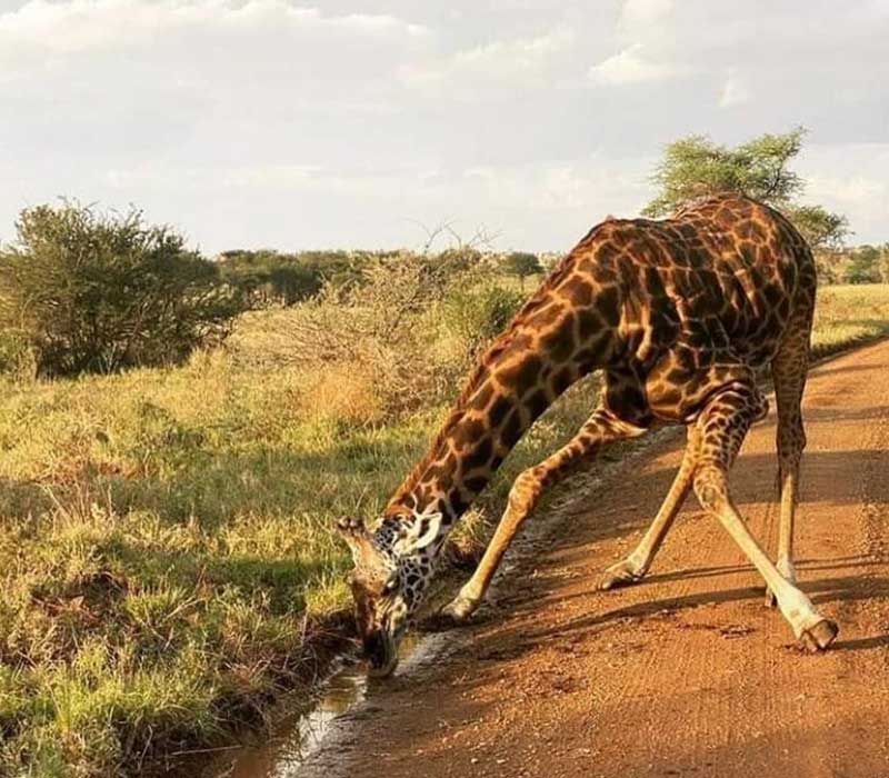 Twiga, Safari